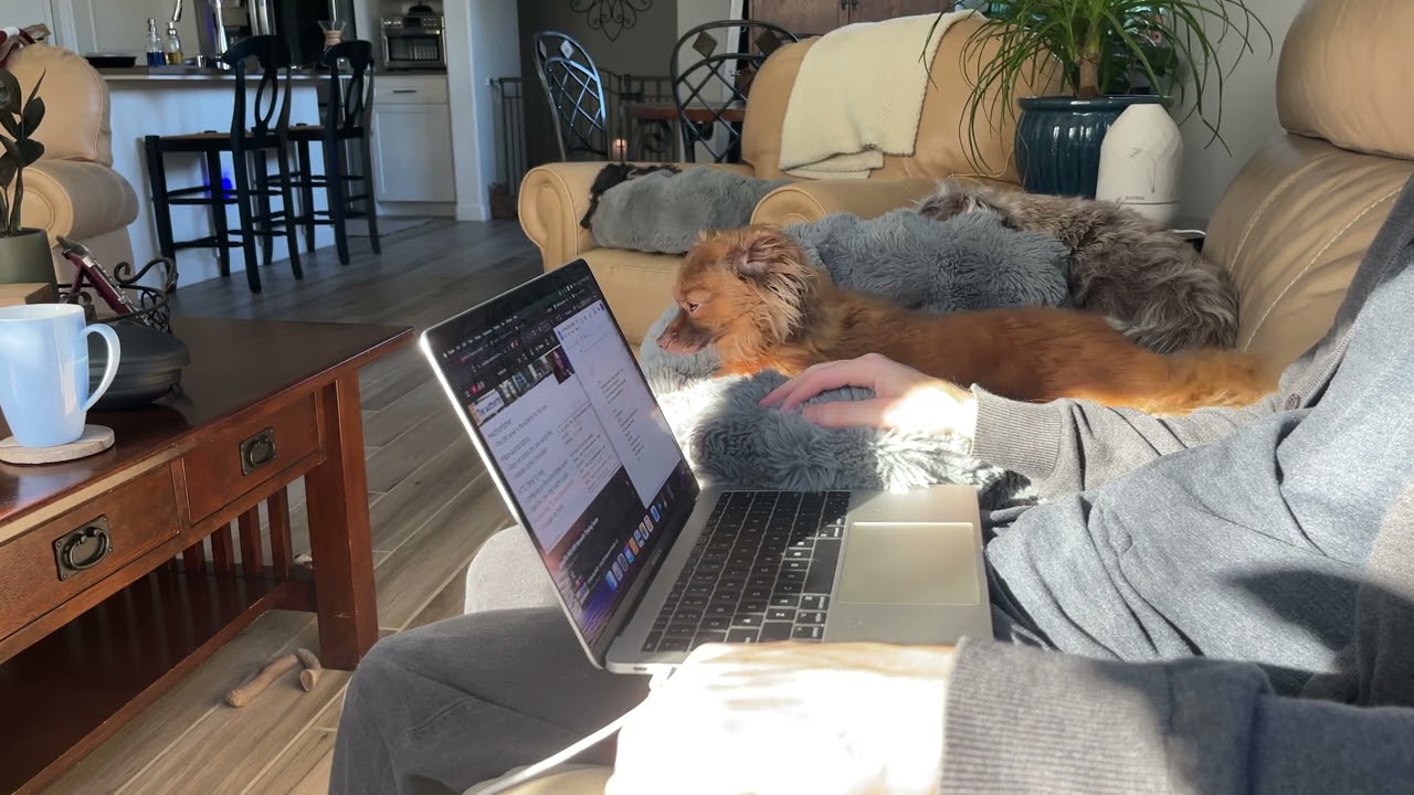 Bonus: Study with me & Dogs