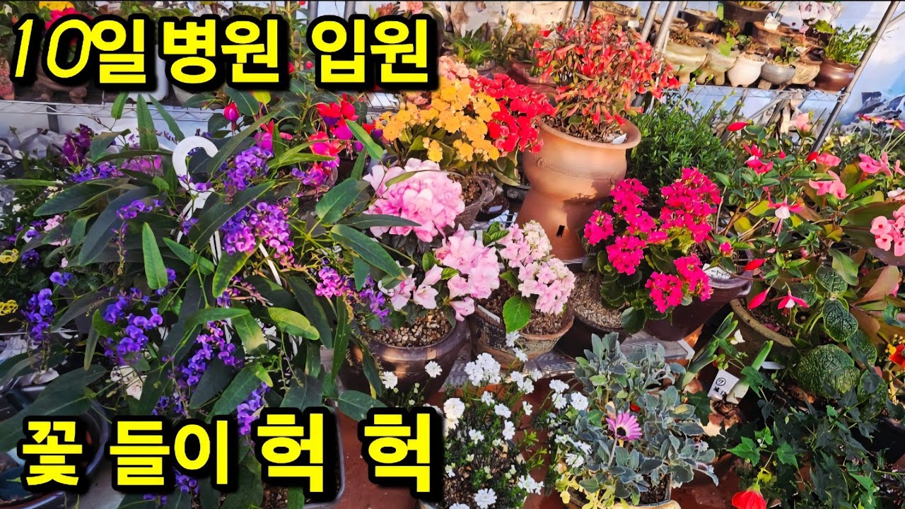 10일 간 병원 입원 분갈이 한 꽃 방치 어떤모습 일까요 