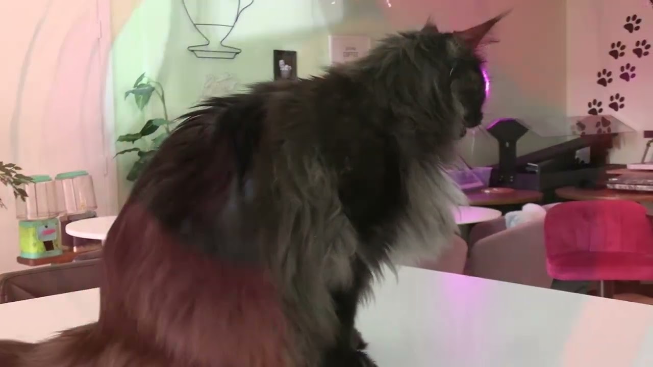 VJ-06.Midland's Cozy Cat Cafe