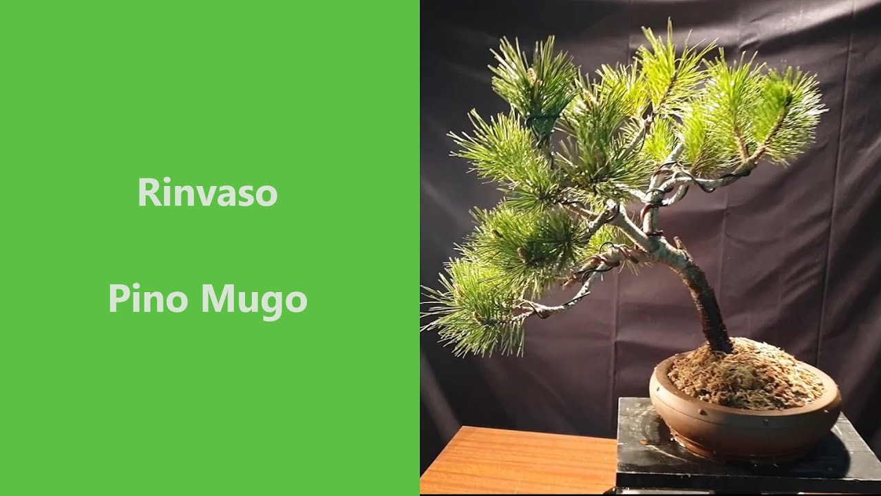 Rinvaso Pino Mugo