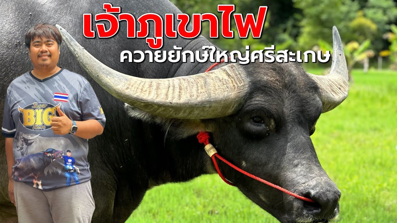 เจ้าภูเขาไฟ ควายยักษ์ใหญ่ศรีสะเกษ พ่อพันธุ์ที่ให้ลูกราคาหลักล้าน ใช้เวลา2ปีกว่าจะได้มาอยู่ที่ฟาร์ม