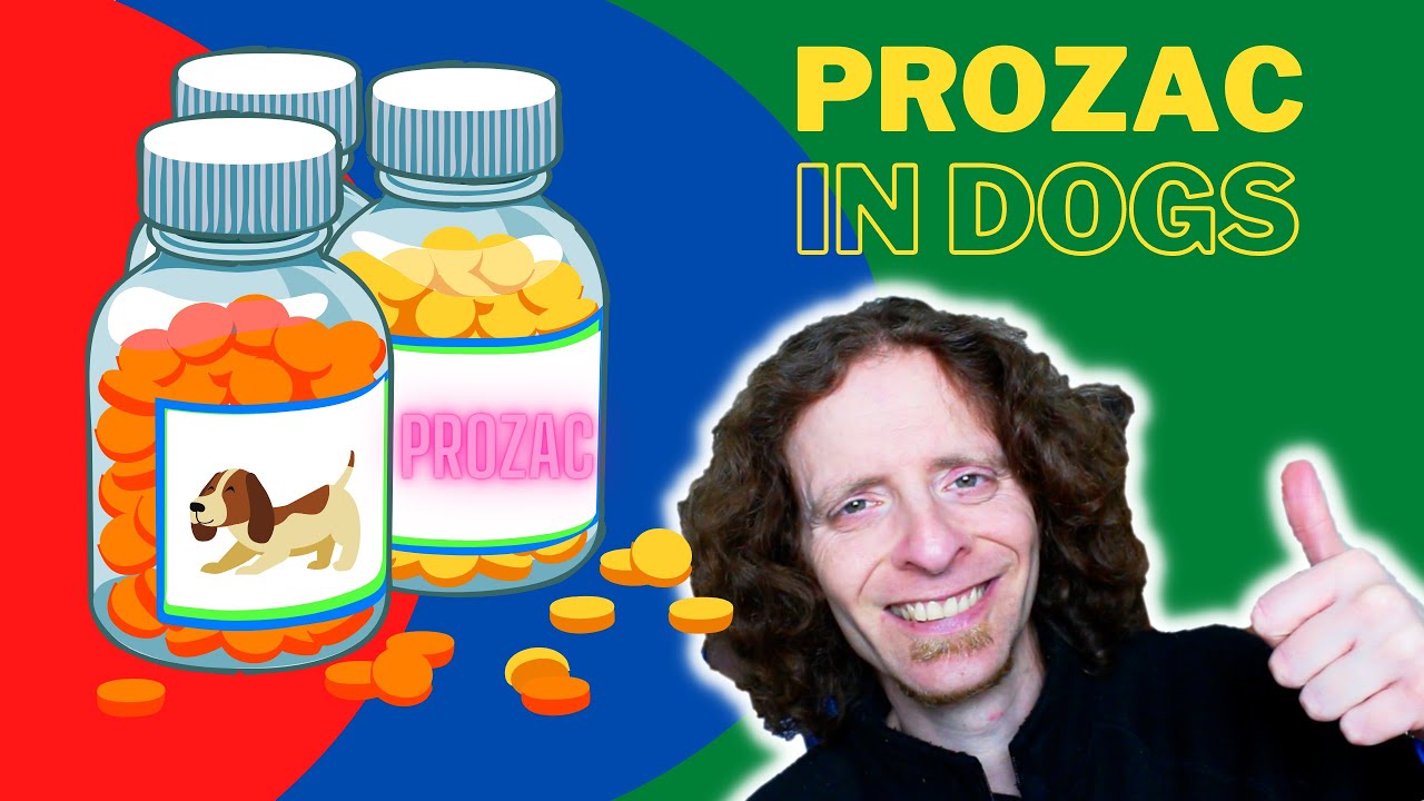 Dogs On Prozac | Veterinarian Explains All You Need To Know