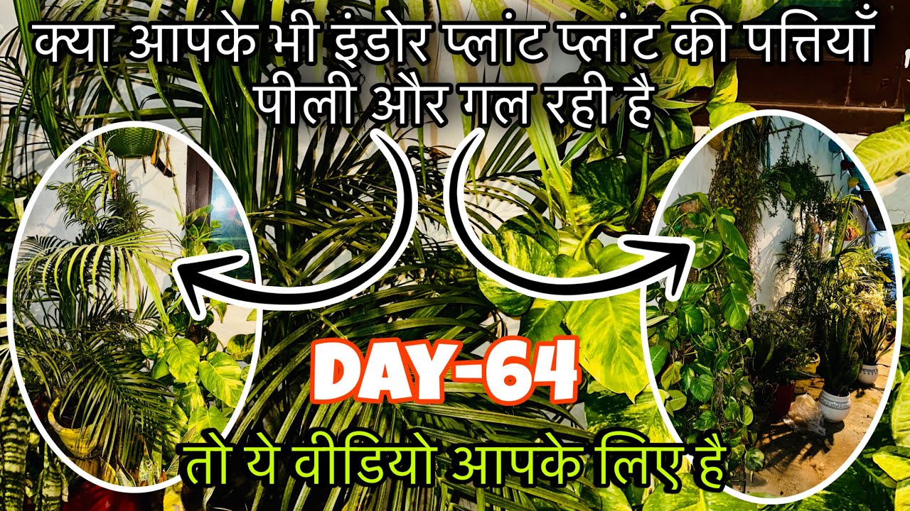 क्या आपके भी पौधे मर रहे हैं? जानिए असल वजह जो कोई नहीं बताता।by Narender jangir 
