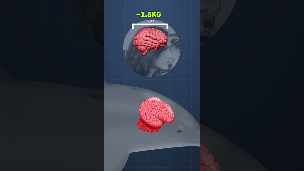 Your Brain v. Animal Brains