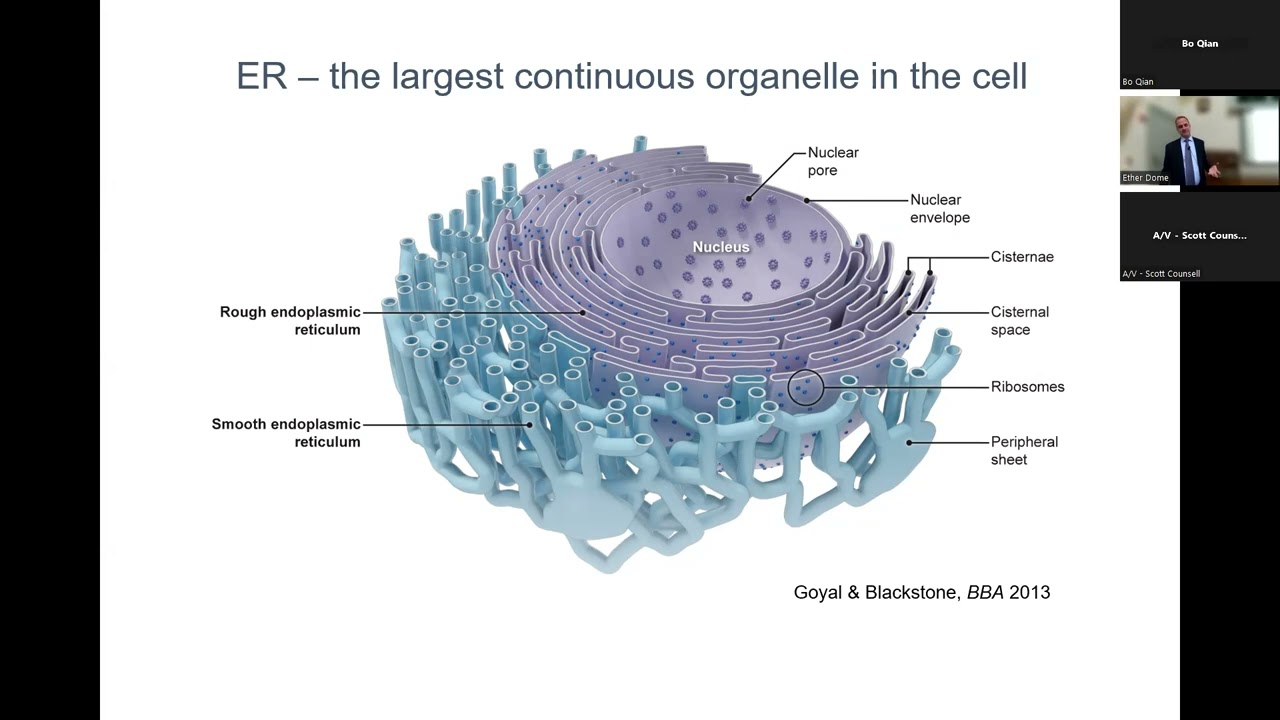 From Genes to Therapies for the Hereditary Spastic Paraplegias by Craig D. Blackstone, MD, PhD