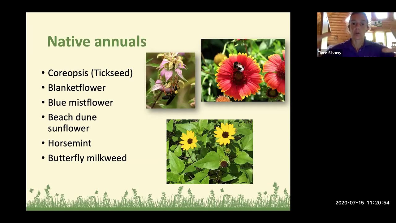 Insectary Plants Attract Beneficial Insects