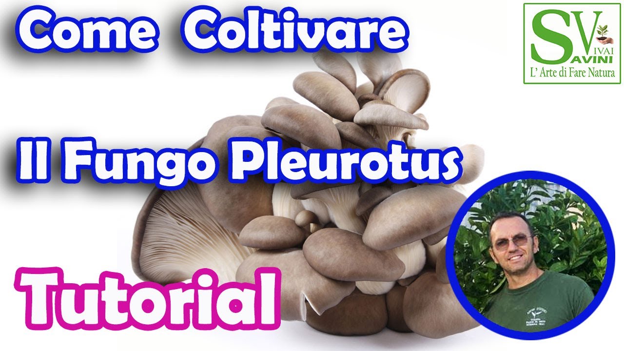 Come coltivare le balle di funghi Pleurotus