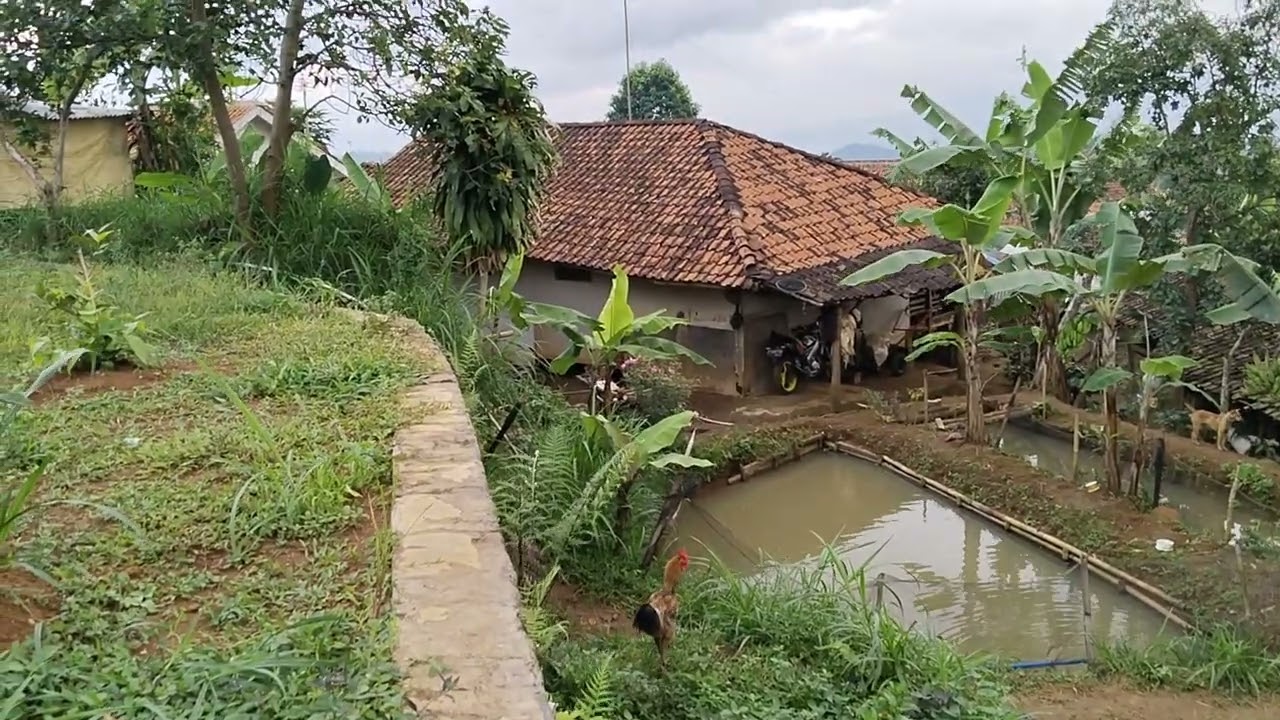 MENCARI KORAY YG JATUH  GA BISA NAIK LAGI