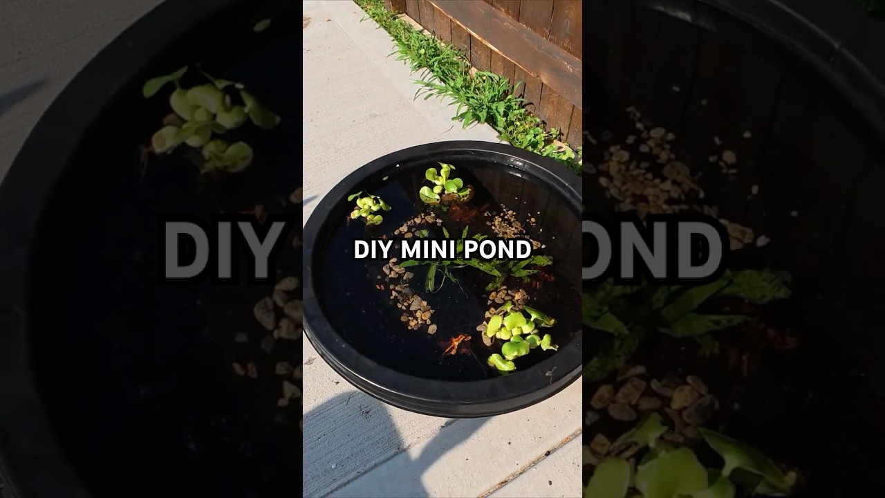EASY DIY No Filter MINI POND Anyone Can Build In ONE Day!! #MiniPond #DIYPond #NoFilterPond