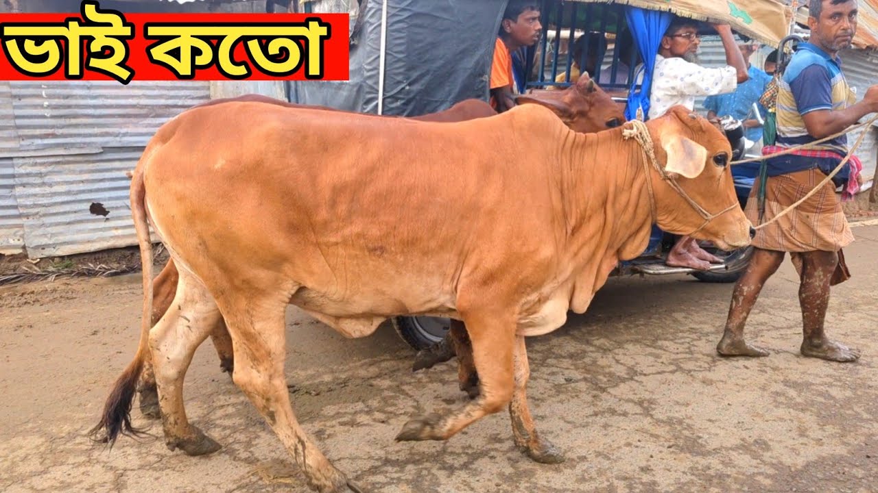 May 26, 2025 || বাম্পার  বাজার দর (ভাই কতো নিলো ) নওগাঁর ছাতড়া হাট || #গরুর_হাট #কতো #cow