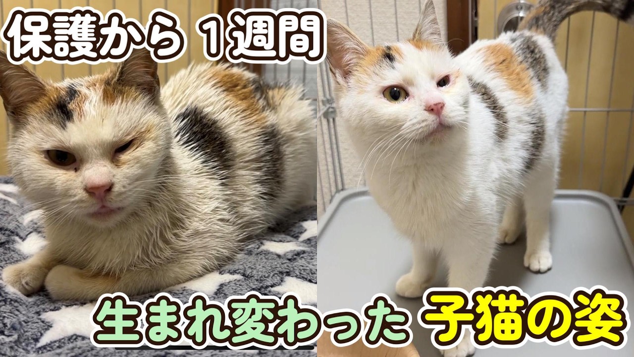 【劇的な変化】保護から１週間が経ちシャンプーした子猫が・・・