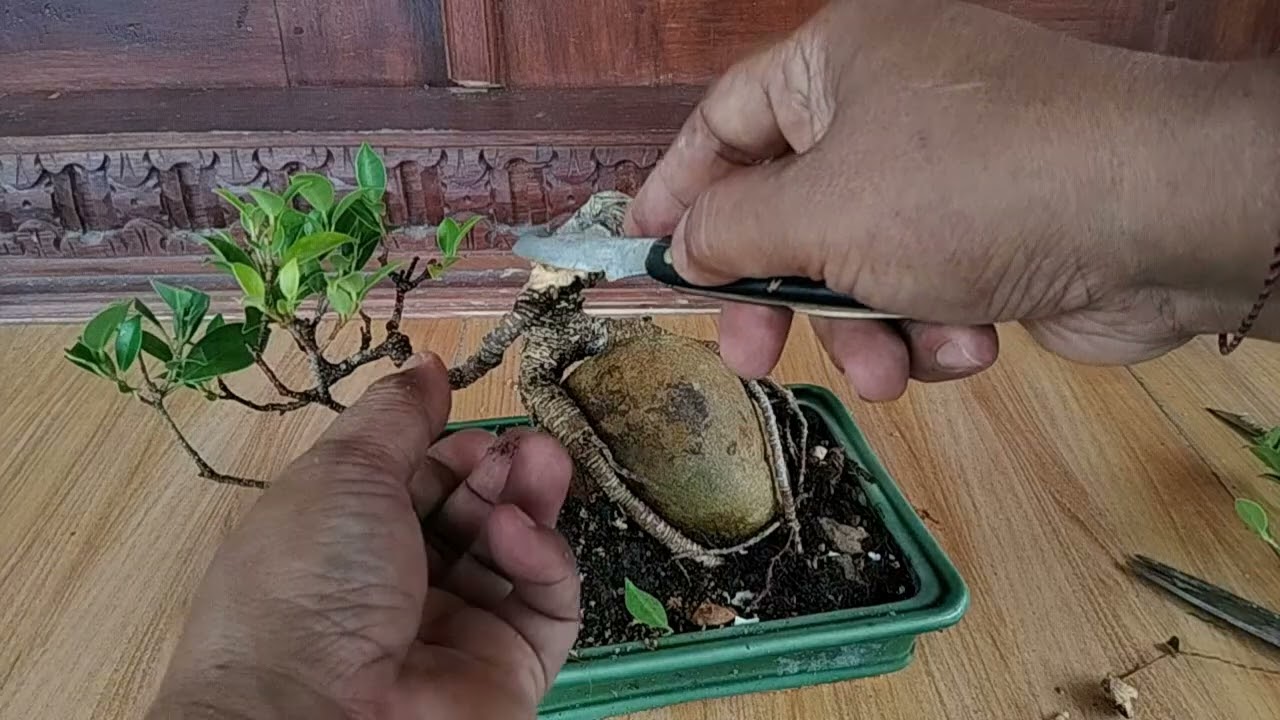Merubah gaya Bonsai mini kimeng menjadi meliuk 