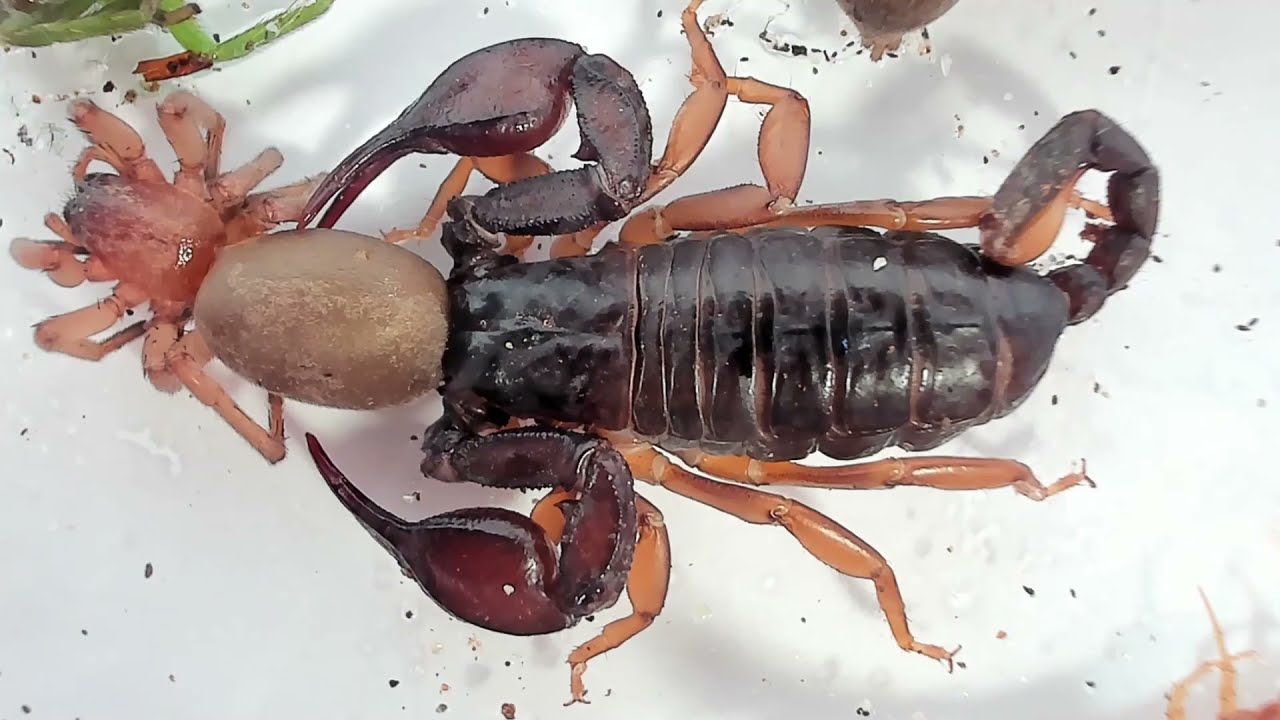BATTLE ROYAL ARAIGNÉES VS SCORPION MAROCAIN (combat d'insecte)