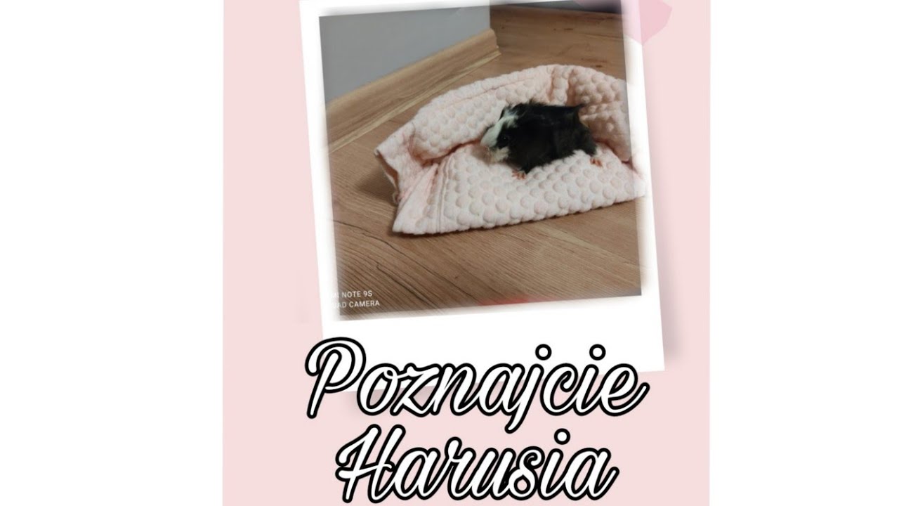 Kupuje nową świnkę!🐷❤️