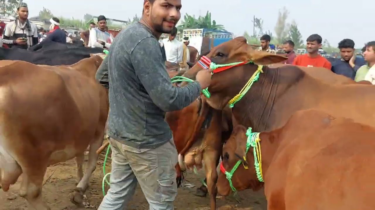 Parsi Pashu Mandi | Gaye Bheso Ka Mela | Haryana Buffalo | Cow Market | Hf Cow | Sahiwa| Jersey Desi