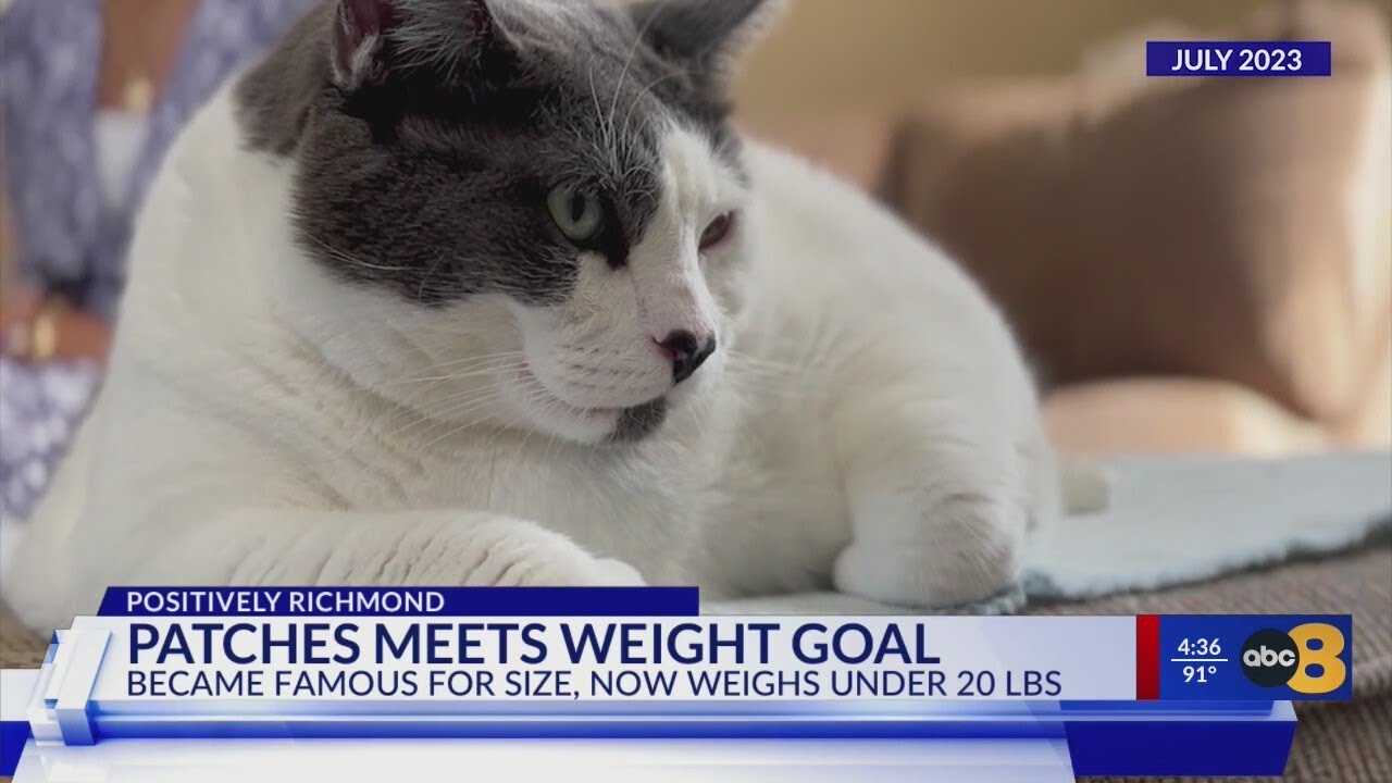 'Liberated from his girth': Cat that was once 42 pounds loses over half of body weight