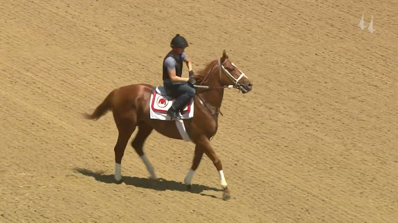 Rich Strike breeze 5.30