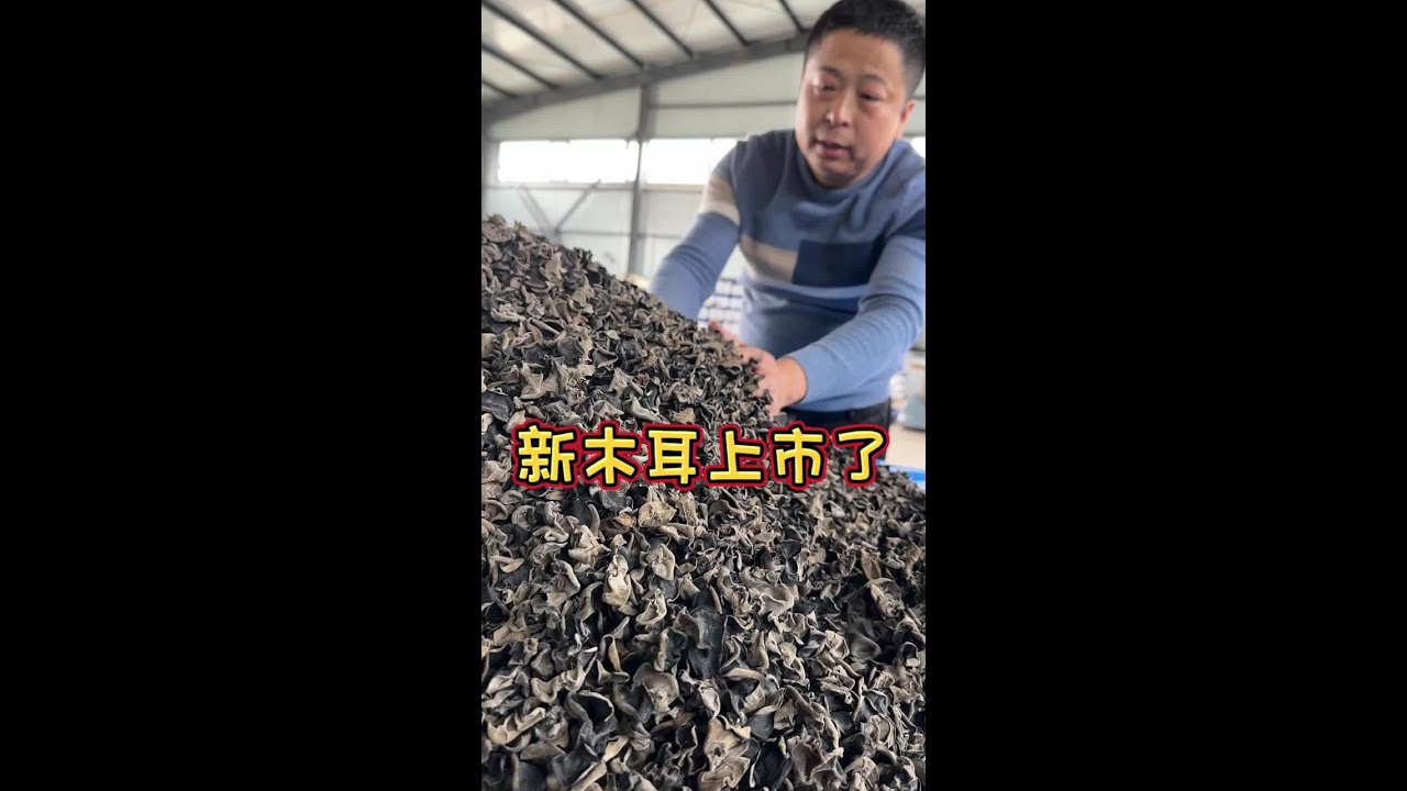 东北新黑木耳上市，大小均匀，肉质厚实，泡发率高 #分享家乡特产