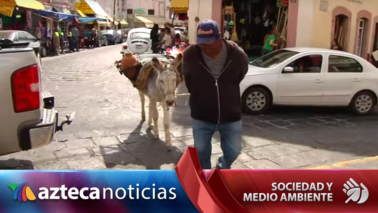 Venden aguamiel a burro: tradición viva de siglos