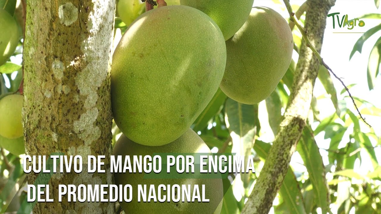 CULTIVO DE MANGO por encima del promedio nacional - TvAgro por Juan Gonzalo Angel Restrepo
