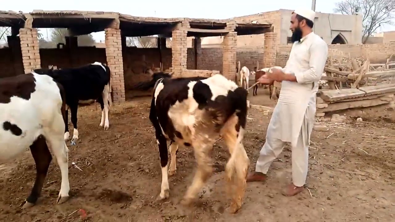 HF بریڈ#کراس بریڈ #فریزین کی بچھڑیاں