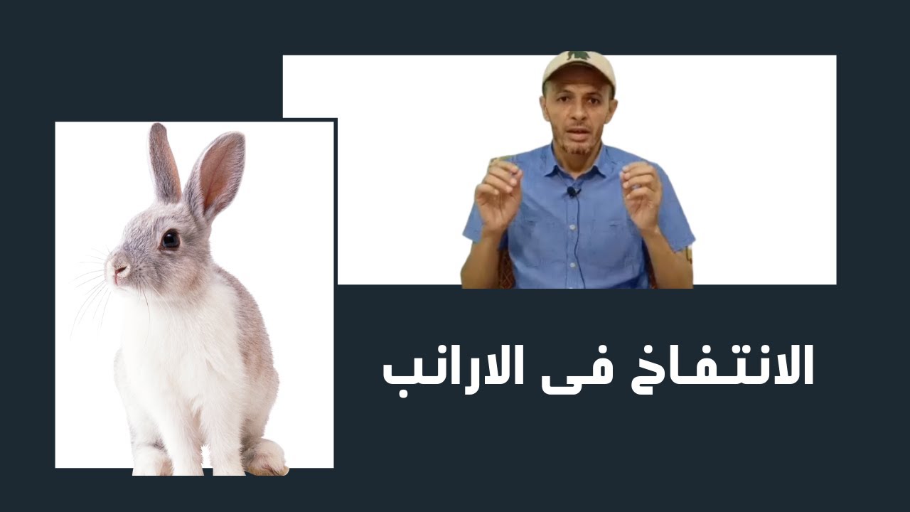 الانتفاخ فى الارانب اسباب المشكلة والحل