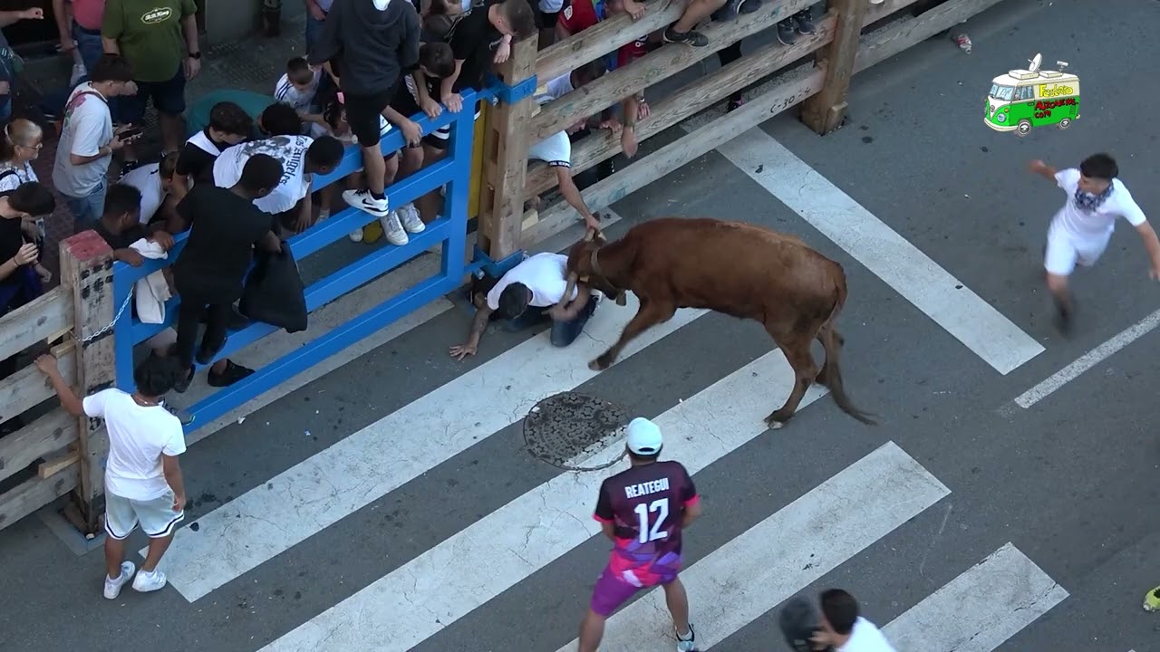 Fiestas de Burlada/Burlatako Jaiak 2024: Vacas/Bigantxak
