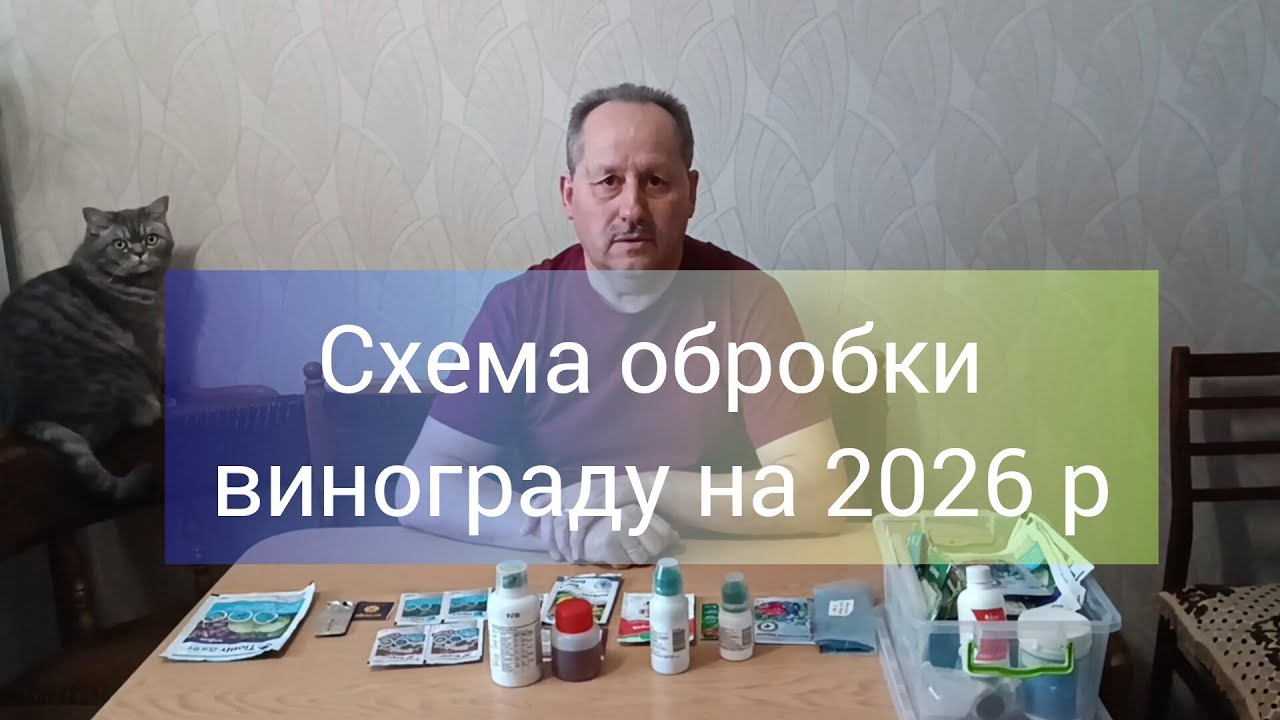 Схема обробки винограду на 2026 рік.