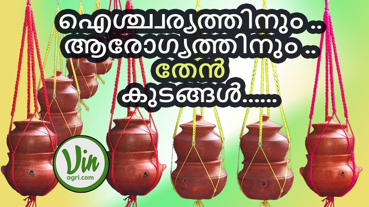 STING LESS HONEY BEE COLONY (ചെറു തേനീച്ച   തേൻ കുടം )