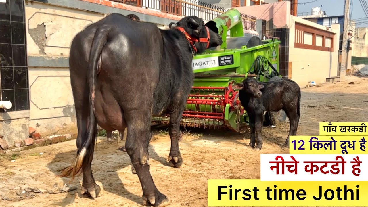 12 किलो दूध पहले बयातं मुरहा झोटी नीचे कटडी है first Time Murrah Buffalo Buffalo in for sale 