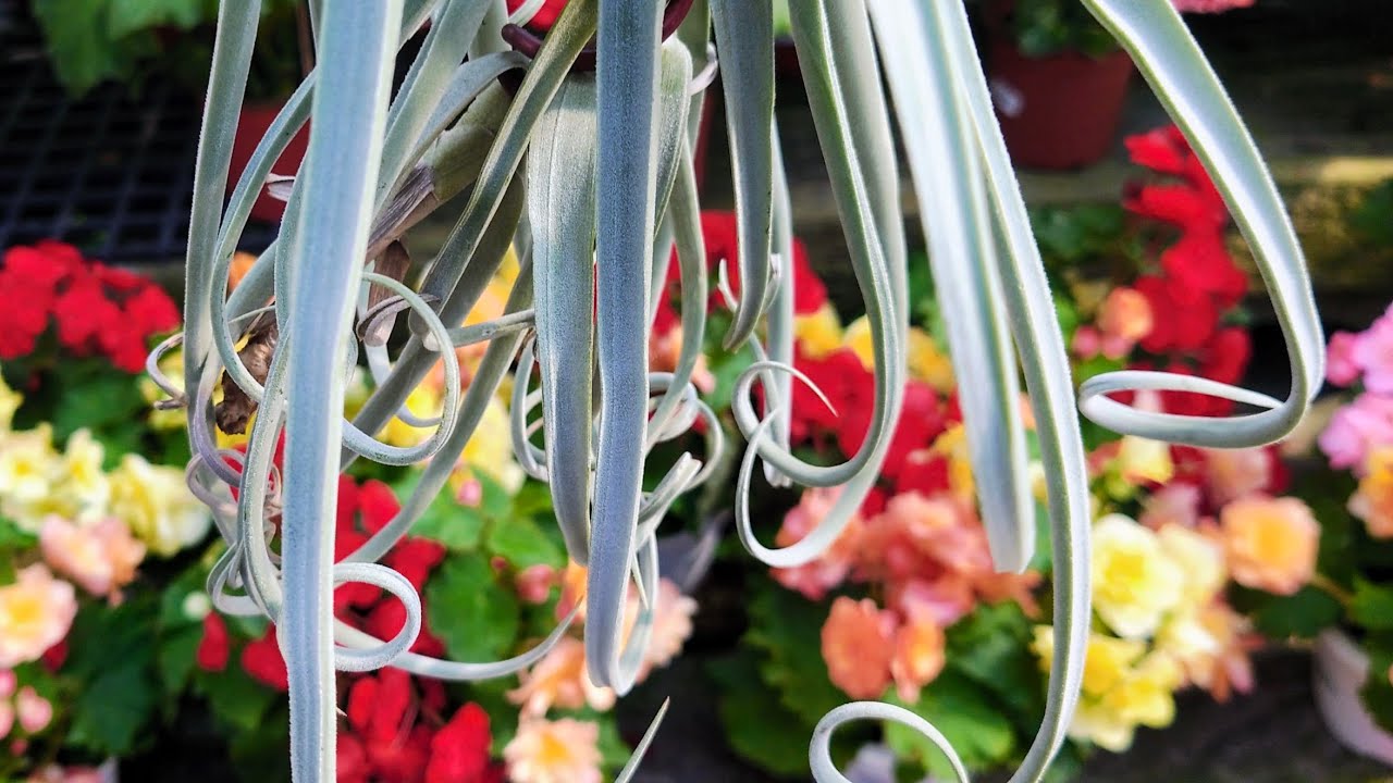 [空氣鳳梨] Tillandsia 地表最強的植物 台北市 Air Plants in Taipei City