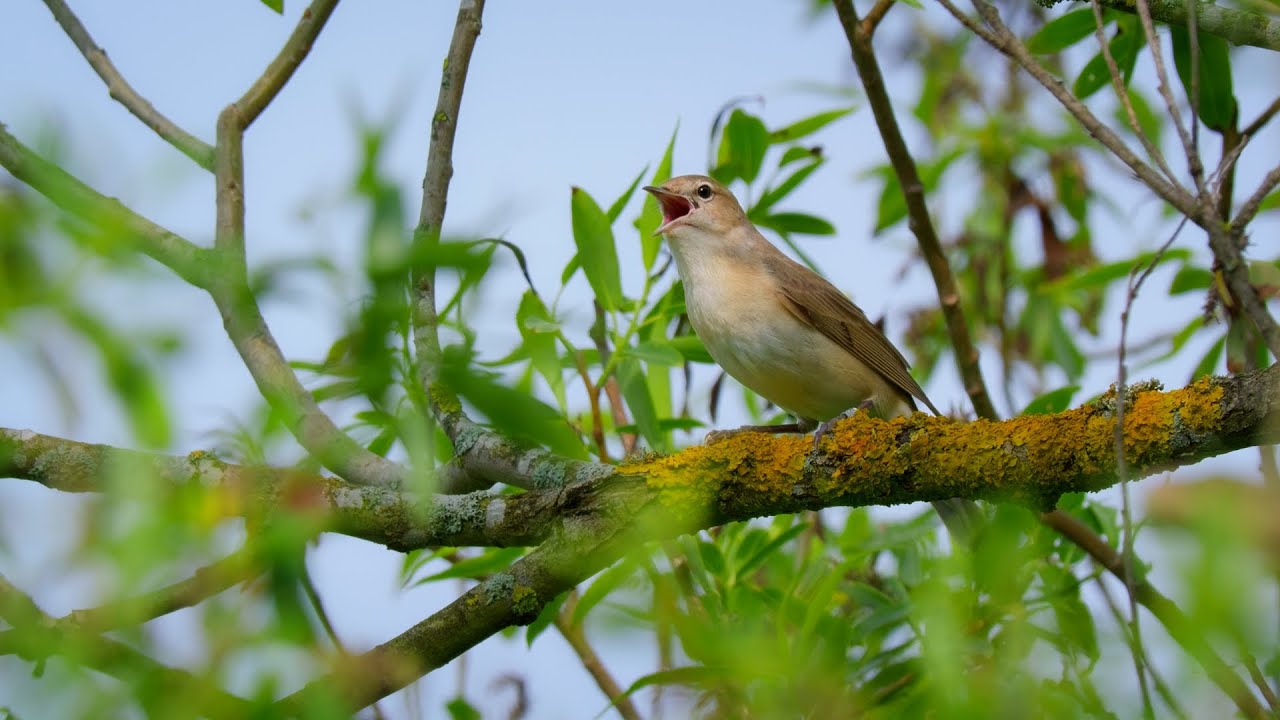 Garden Warbler / A Frantic Song in the Thickets