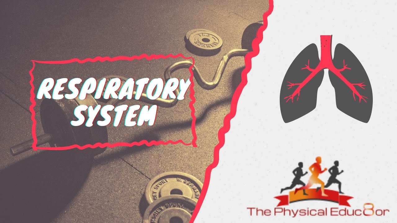 Physical Educ8or: IB SEHS: Respiratory System