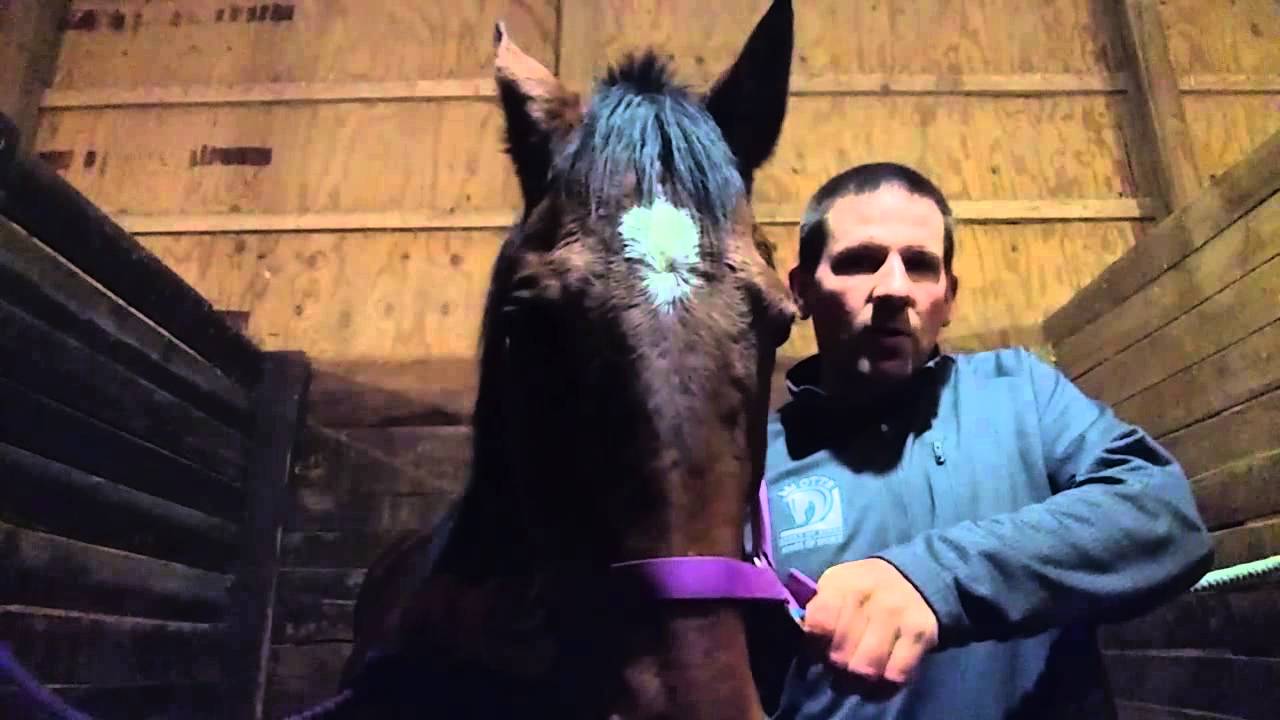 Teaching a Horse How to Crosstie