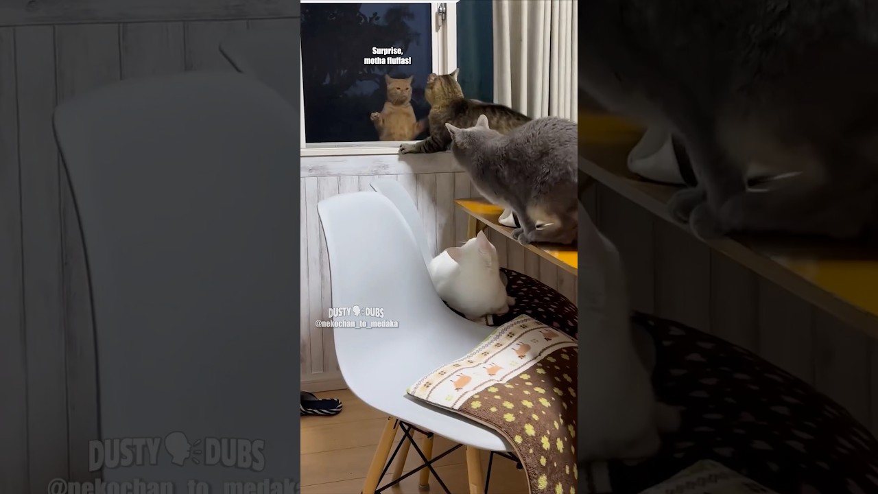 🐈 Indoor and Outdoor Cats 🎥: VO&rsquo;d with permission from nekochan_to_medaka (IG) #shorts