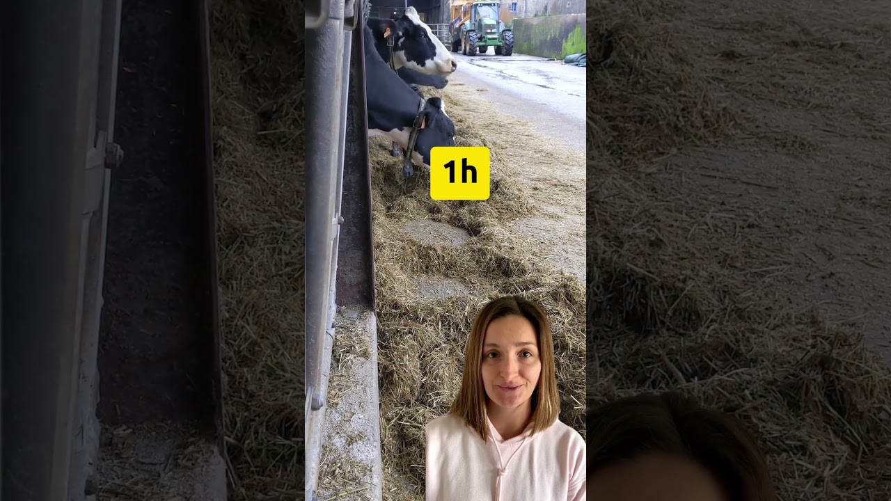 Pourquoi &eacute;viter de repousser la ration des vaches &agrave; certaines heures ?