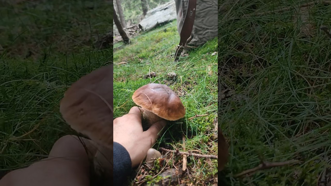 Porcini 2023 mushrooms #funghiporcini #boletus #cepes