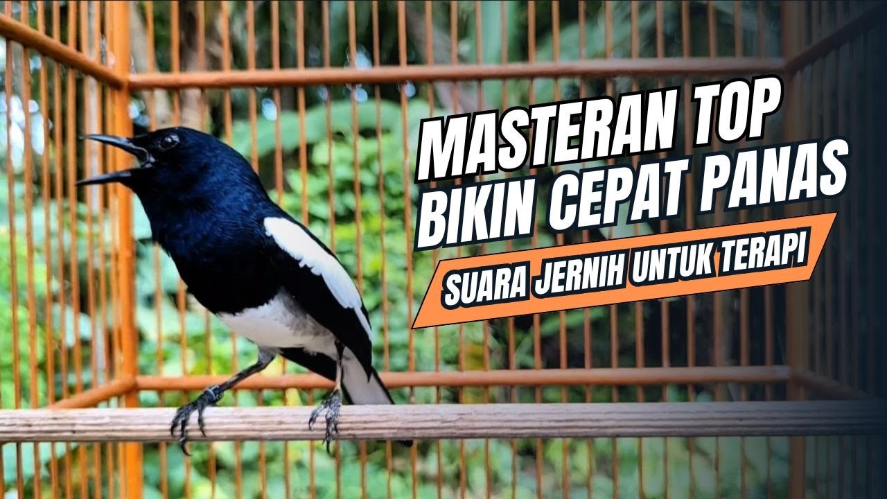 suara BURUNG kacer GACOR ngeplong KONSLET Tarung ini Paling Ampuh buat PANCINGAN KACER agar EMOSI