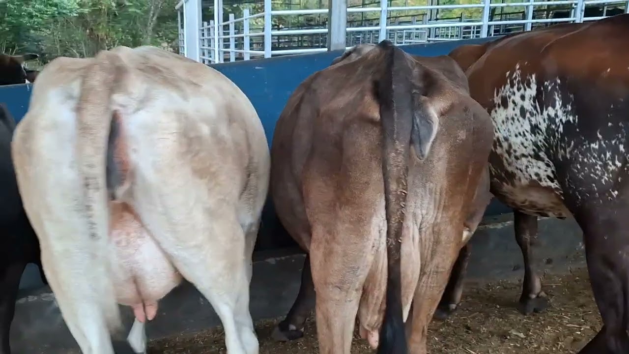 Ya esperando para otro dia de ordeño 