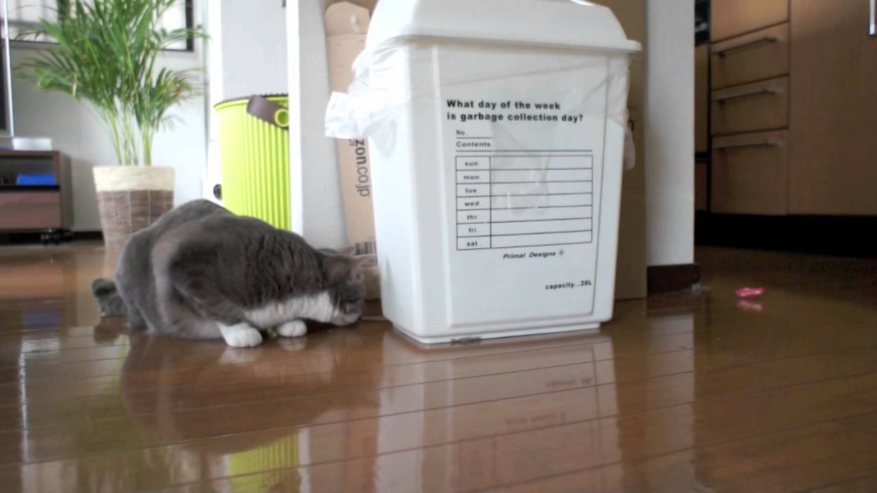 Cat vs HEX BUG