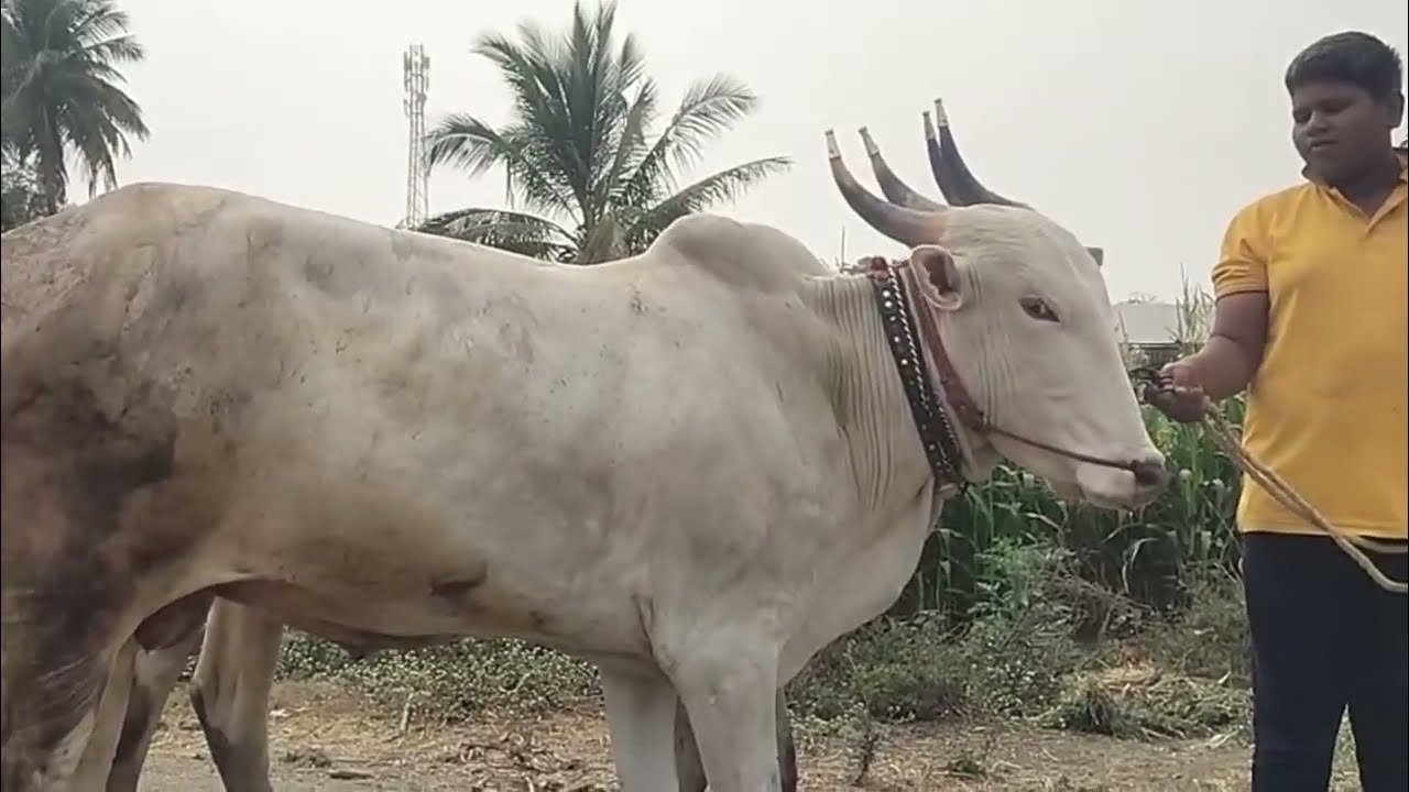 आदत गोरे विक्रीसाठी आहेत मो. 75071 39003