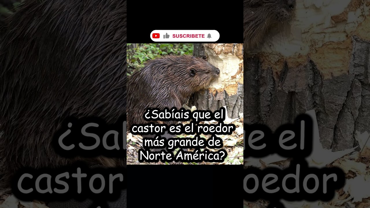 ¿EL CASTOR ES EL ROEDOR MÁS GRANDE? 