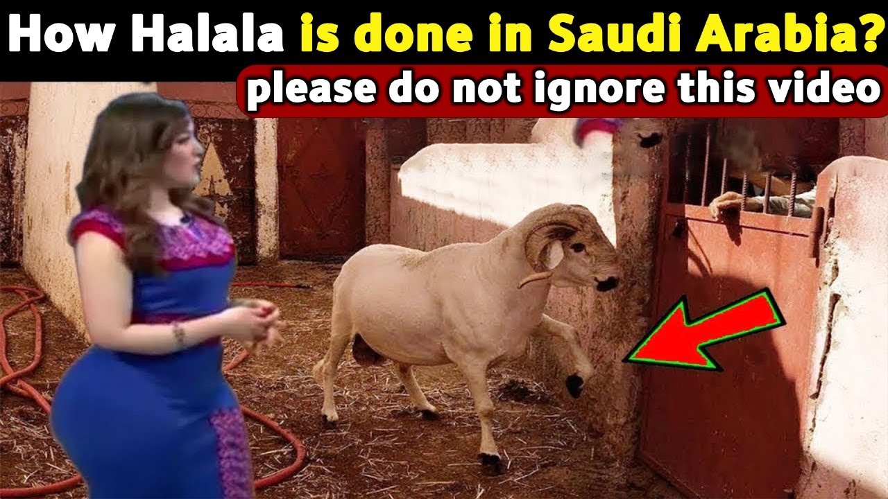How Is Halala Practiced in Saudi Arabia? The Truth Revealed
