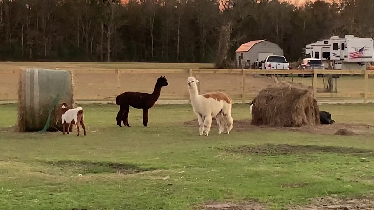 alpaca ANTICS