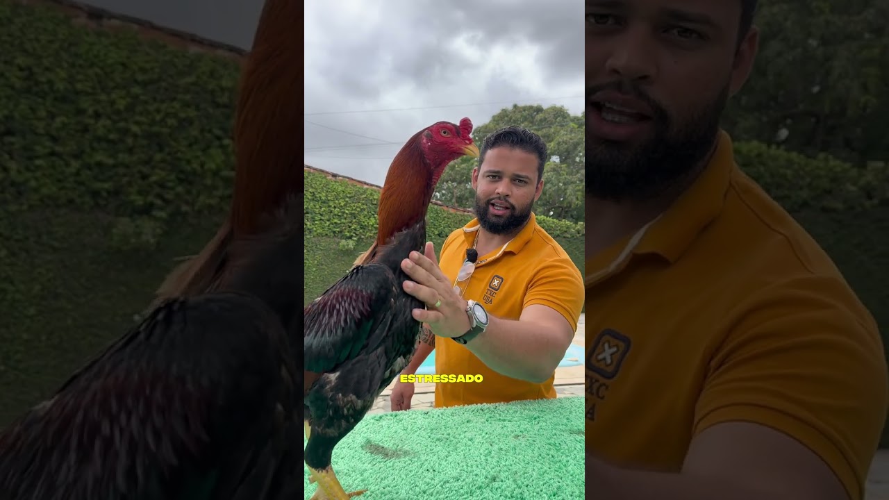Galo estressado? Como é isso? 