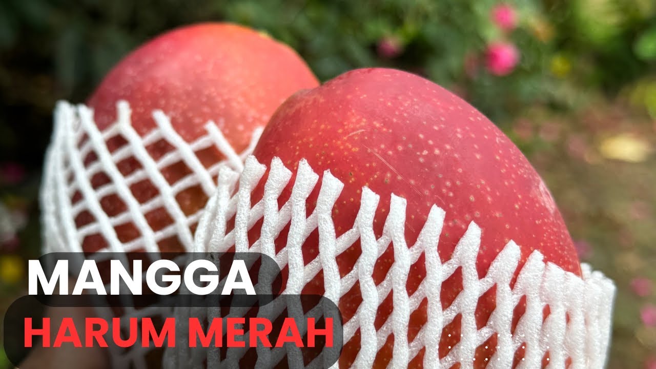 MANGGA HARUM MERAH