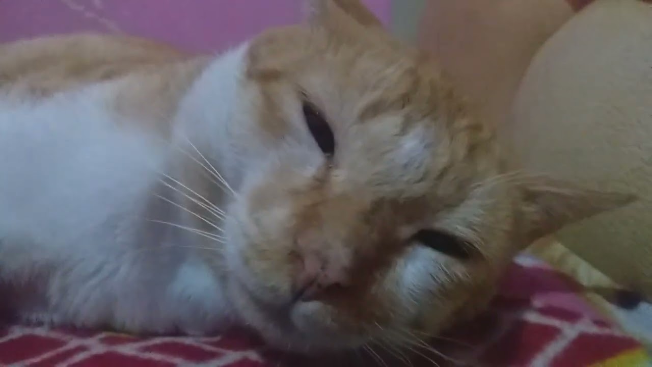 Eneng keyla kakak keyla