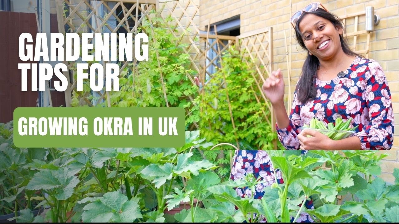 Gardening tips for growing Okra in the UK