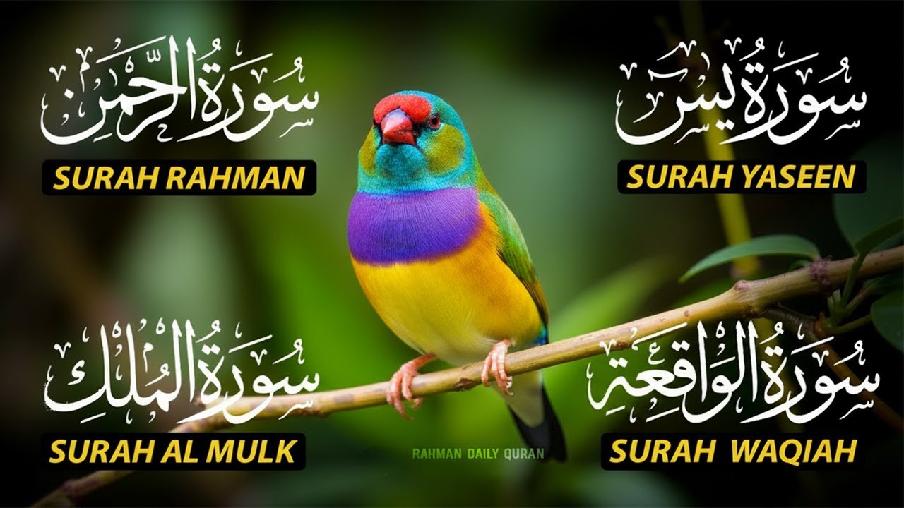 Beautiful Surah Yaseen (Yasin) | Surah Rahman | Surah Waqiah | Surah Mulk |