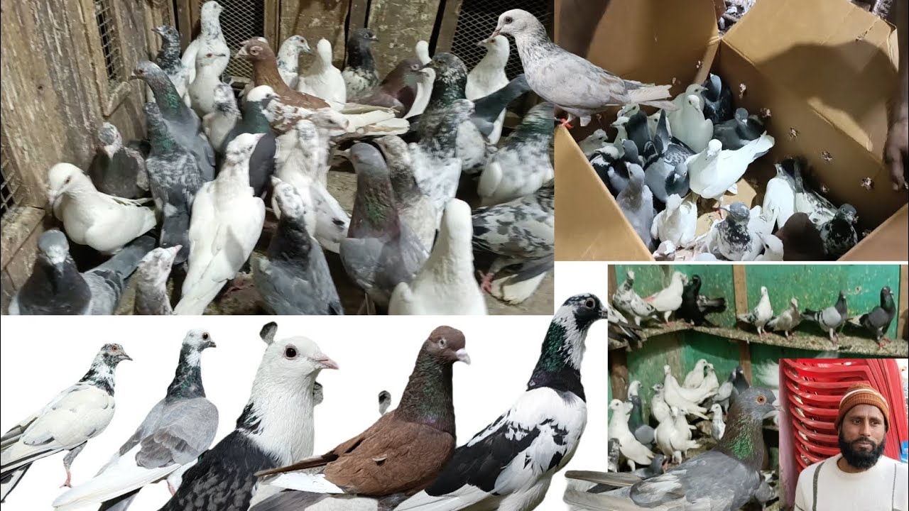 Meerut pigeon Rs 250 300 koi sa bhi le jao meerut kabutar Naushad bhai